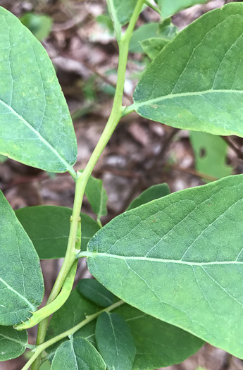 image of Vaccinium stamineum var. 2, Appalachian Deerberry