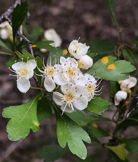 image of Crataegus spathulata, Littlehip Hawthorn, Spatulate Haw