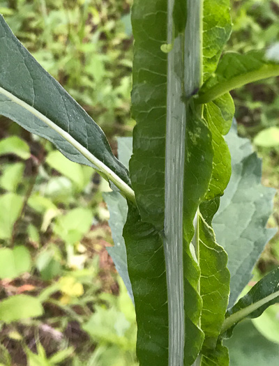 image of Verbesina walteri, Walter's Wingstem, Carolina Crownbeard, Walter's Crownbeard