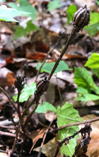 image of Monotropa uniflora, Indian Pipes, Ghost-flower, Common Ghost Pipes