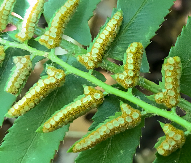 image of Polystichum acrostichoides, Christmas Fern