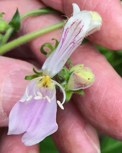 image of Penstemon sp. [of the Appalachian Piedmont], Beardtongue [Glassy Mtn HP]