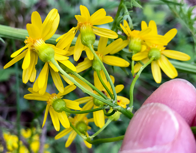 image of Packera millefolium, Blue Ridge Ragwort, Yarrowleaf Ragwort, Divided-leaf Ragwort, Blue Ridge Groundsel