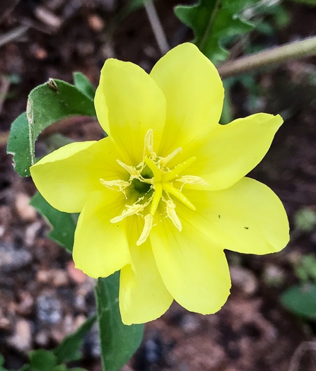 image of Oenothera laciniata, Cutleaf Evening Primrose