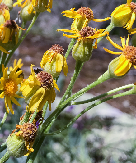 image of Packera dubia, Woolly Ragwort, Woolly Groundsel, Woolly Goldenwort