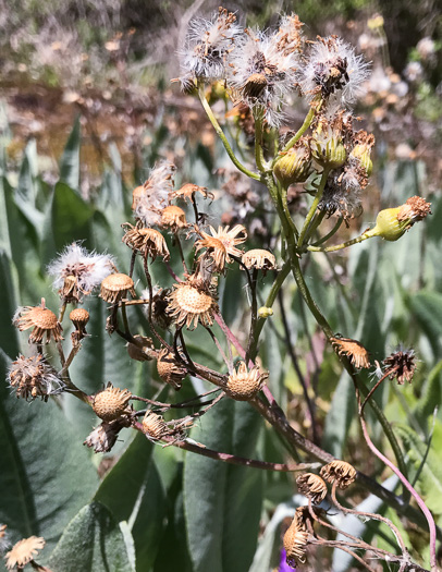 image of Packera dubia, Woolly Ragwort, Woolly Groundsel, Woolly Goldenwort