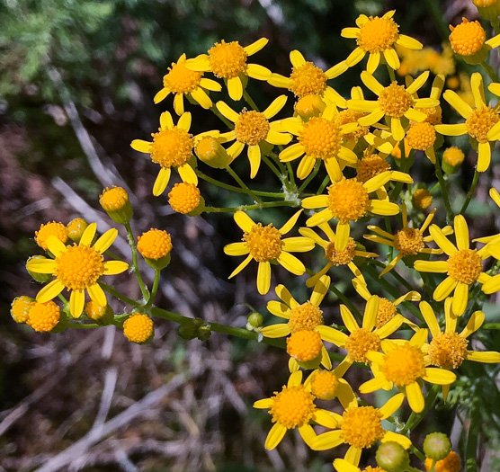 Small's Ragwort