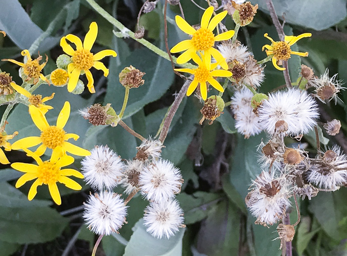 image of Packera dubia, Woolly Ragwort, Woolly Groundsel, Woolly Goldenwort