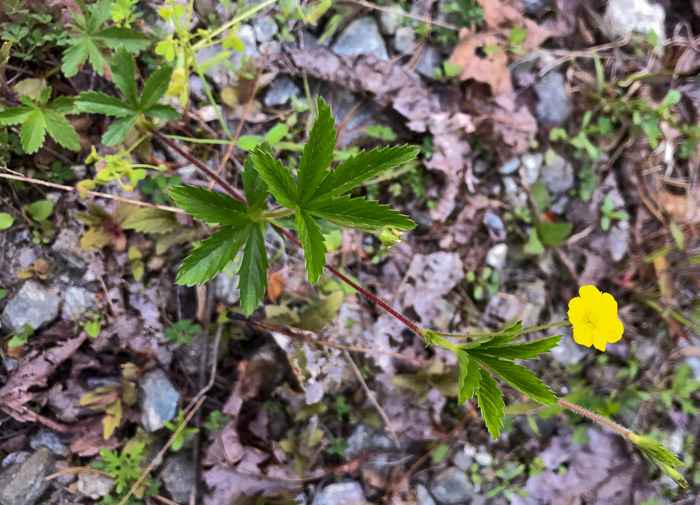 image of Potentilla simplex, Old Field Cinquefoil, Old-field Five-fingers, Common Cinquefoil