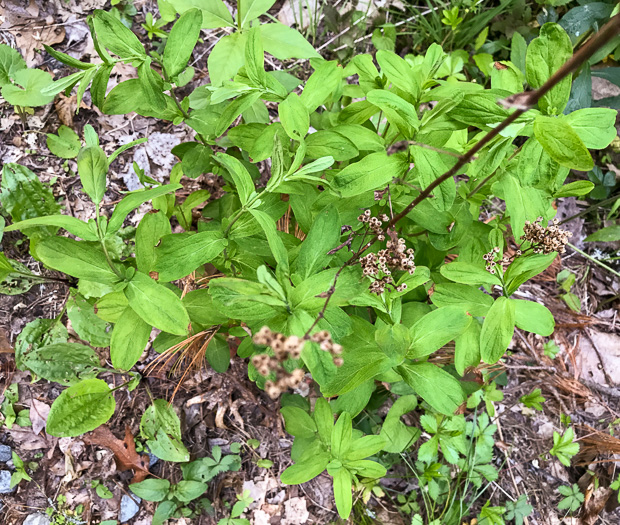 image of Hypericum punctatum, Spotted St. Johnswort