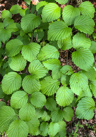 image of Viburnum carolinianum, Carolina Arrowwood