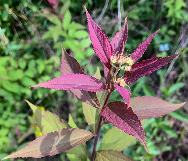 image of Spiraea japonica, Japanese Spiraea