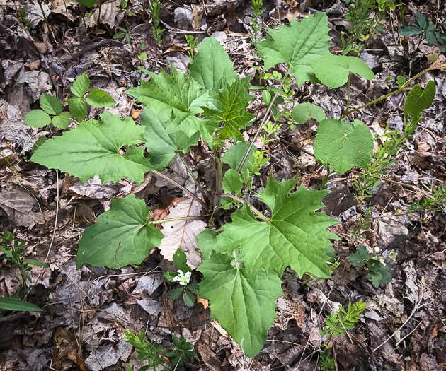 image of Arnoglossum atriplicifolium, Pale Indian-plantain