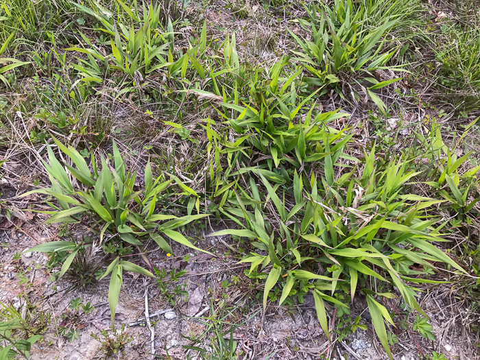 image of Dichanthelium polyanthes, Many-flowered Witchgrass, Small-fruited Witchgrass, Roundseed Witchgrass