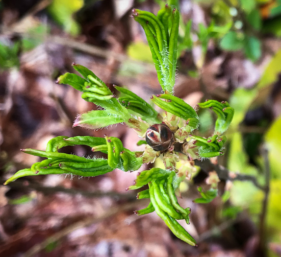 image of Rhododendron vaseyi, Pinkshell Azalea