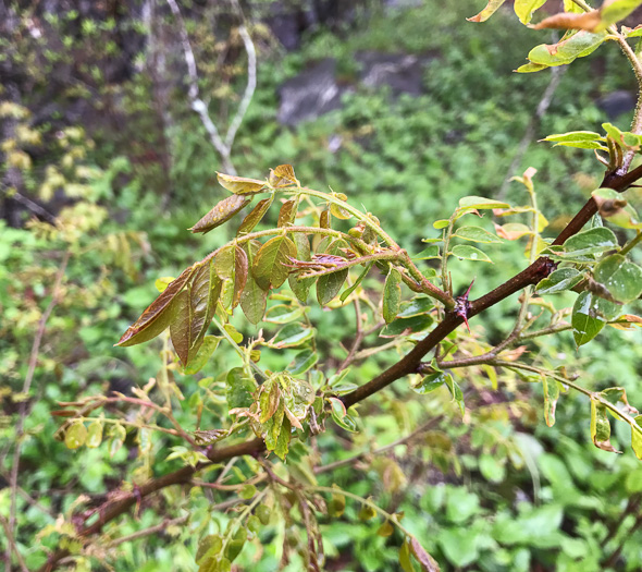 image of Robinia hispida var. kelseyi, Kelsey's Locust