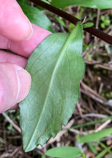 image of Sericocarpus caespitosus, Toothed Whitetop Aster