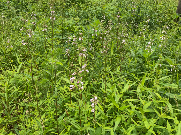 image of Penstemon australis, Downy Beardtongue, Sandhill Beardtongue, Southern Beardtongue, Southeastern Beardtongue