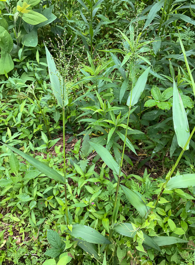 image of Dichanthelium commutatum +, Variable Witchgrass