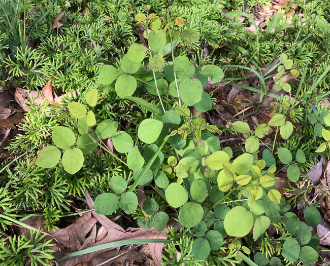 Desmodium lineatum, Matted Tick-trefoil, Sand Tick-trefoil