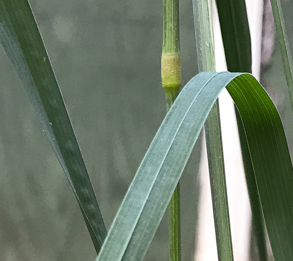 image of Dactylis glomerata, Orchard Grass