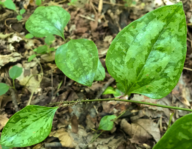 image of Smilax glauca, Whiteleaf Greenbrier, Wild Sarsaparilla, Sawbrier