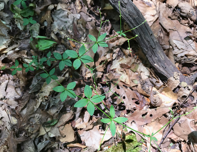 image of Galium circaezans, Forest Bedstraw, Licorice Bedstraw