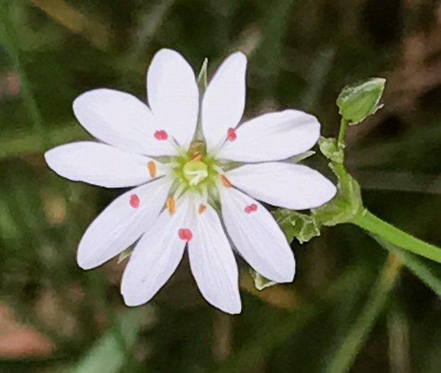 image of Stellaria graminea, Lesser Stitchwort, Grassleaf Starwort, Common Stitchwort