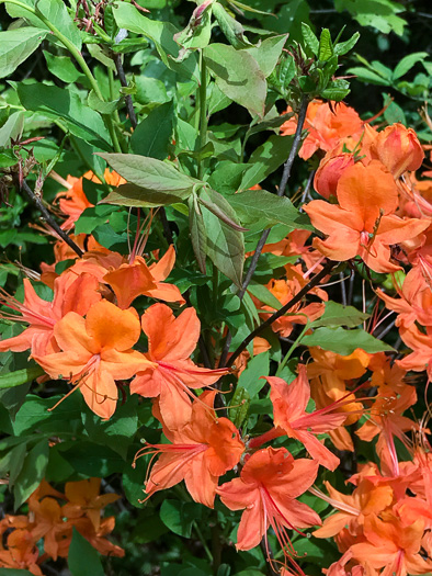 image of Rhododendron calendulaceum, Flame Azalea