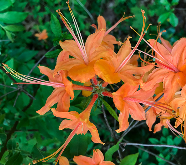 image of Rhododendron calendulaceum, Flame Azalea