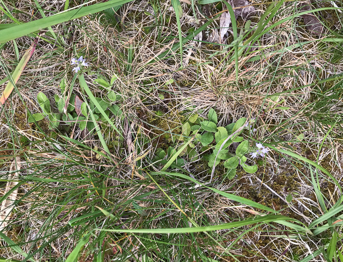 image of Veronica officinalis, Common Speedwell, Gypsyweed, Heath Speedwell