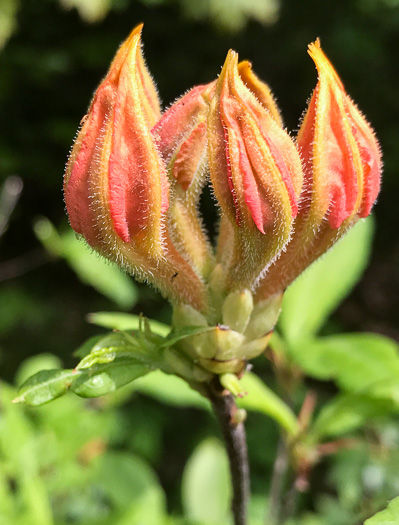 image of Rhododendron calendulaceum, Flame Azalea