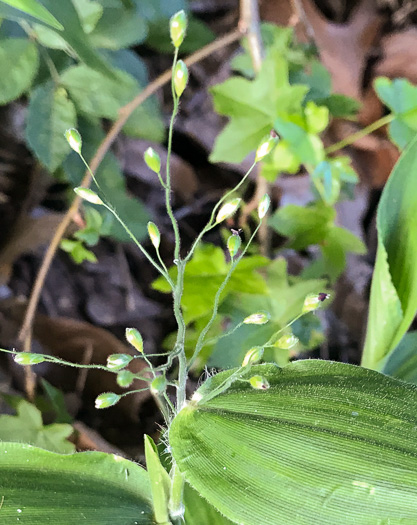 image of Dichanthelium boscii, Bosc's Witchgrass