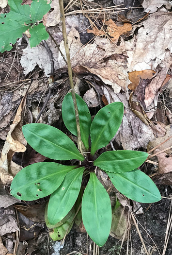 image of Chamaelirium luteum, Fairywand, Devil's Bit