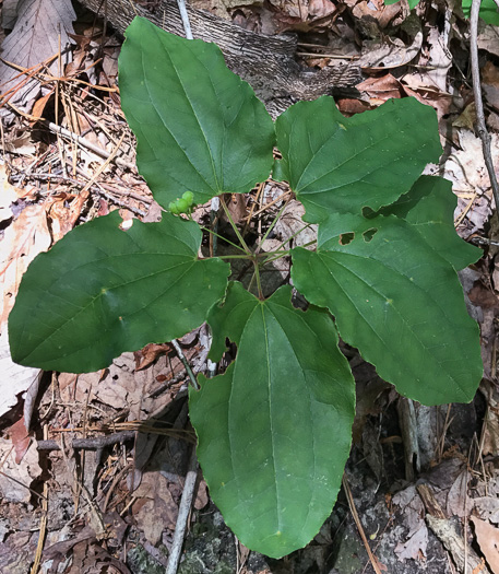 image of Smilax biltmoreana, Biltmore Carrionflower