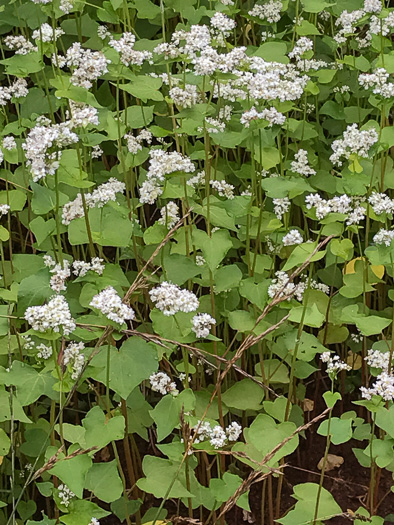 image of Fagopyrum esculentum, Buckwheat