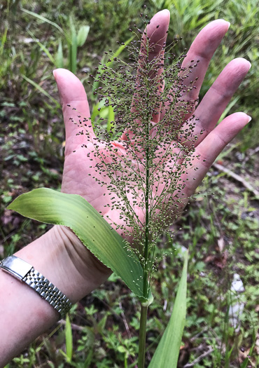 image of Dichanthelium polyanthes, Many-flowered Witchgrass, Small-fruited Witchgrass, Roundseed Witchgrass