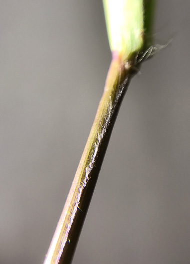 image of Dichanthelium sphaerocarpon, Round-fruited Witchgrass, Roundseed Witchgrass