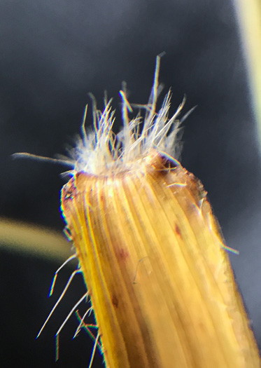 image of Dichanthelium acuminatum var. acuminatum, Woolly Witchgrass, Woolly Rosette Grass, Tapered Rosette Grass