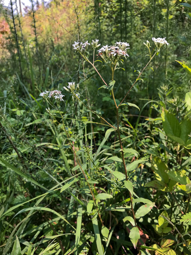 image of Sericocarpus caespitosus, Toothed Whitetop Aster