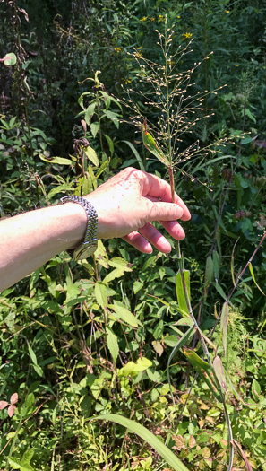 image of Dichanthelium scoparium, Velvet Witchgrass