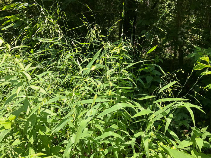 image of Chasmanthium latifolium, River Oats, Northern Sea Oats, Fish-on-a-stringer, Indian Woodoats