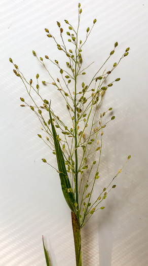 image of Dichanthelium scoparium, Velvet Witchgrass