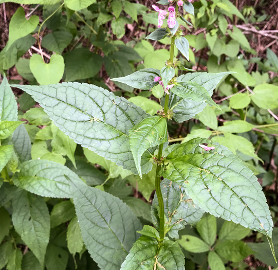 image of Stachys latidens, Broadtooth Hedgenettle