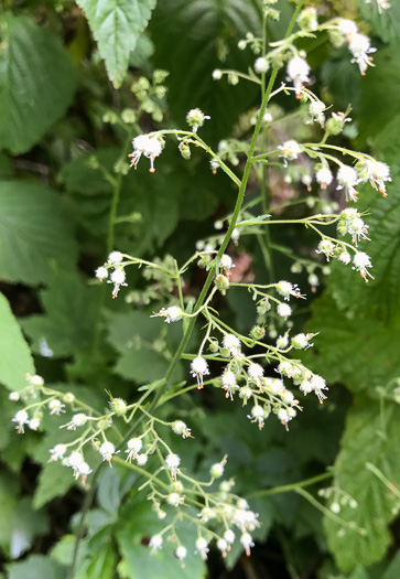 image of Heuchera villosa, Mapleleaf Alumroot, Hairy Alumroot, Rock Alumroot, Crag-jangle