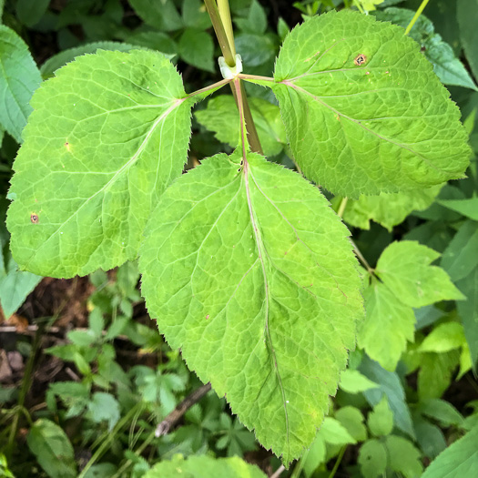 image of Cryptotaenia canadensis, Honewort