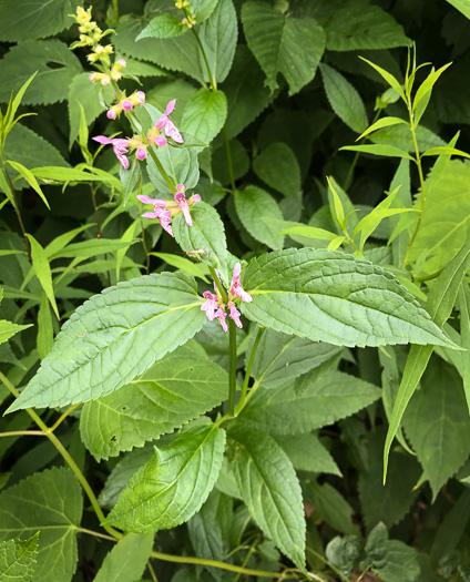 image of Stachys latidens, Broadtooth Hedgenettle