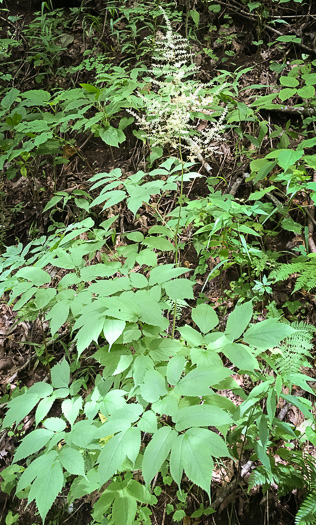 image of Astilbe biternata, Appalachian False Goatsbeard, Appalachian Astilbe