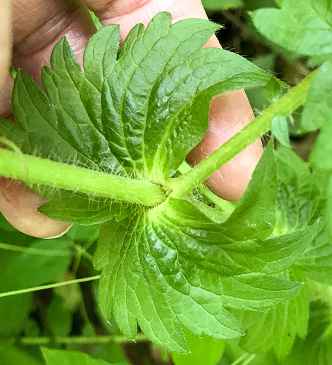 image of Agrimonia gryposepala, Common Agrimony, Swamp Agrimony