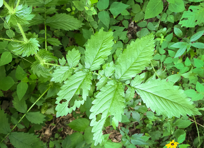 image of Agrimonia gryposepala, Common Agrimony, Swamp Agrimony